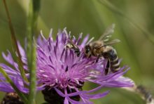 Ressourcenprojekt «Bienenfreundliche Landwirtschaft» zeigt bereits Wirkung