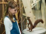Sonderausstellung im Naturmuseum St. Gallen: Eichhörnchen – die Akrobaten in den Baumwipfeln