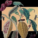 Vom Göttergetränk der Maya bis zur Schweizer Schokolade – Cacao